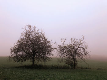 Tree on field against clear sky