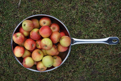 High angle view of apples in pan on grassy field