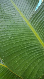 Full frame shot of wet leaves