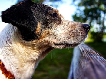 Close-up of dog looking away