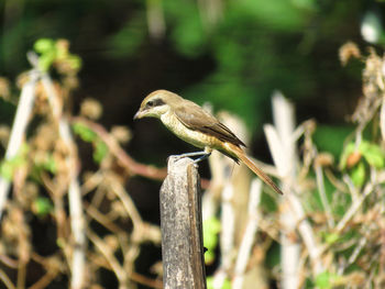 Close-up of bird perching outdoors