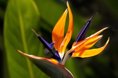 Close-up of orange flower