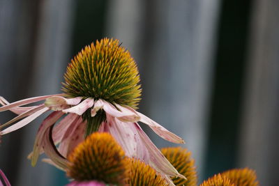 Close-up of flowering plant