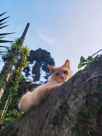 Low angle view of cat on tree against sky