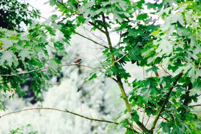 Low angle view of bird perching on tree