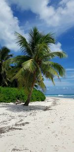 Palm trees on beach against sky