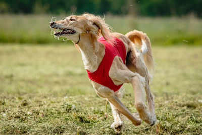 Saluki dog in red shirt running in green field and chasing lure at full speed