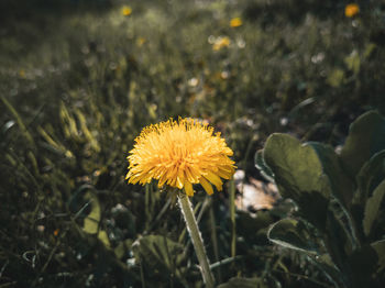 Close-up of yellow flower on field