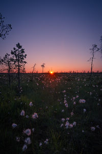 Scenic view of field against sky during sunset