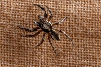 Close-up of spider on wood