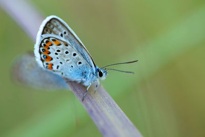 Close-up of butterfly on grass blade