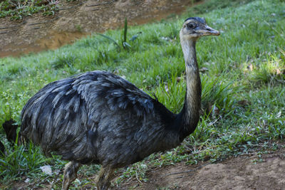 Curious emu looking at the photographer in the zoo. 