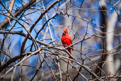 Low angle view of bird perching on bare tree