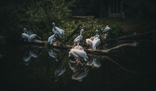 Swans swimming in lake