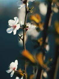 Close-up of white flowering plant