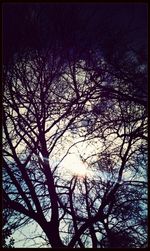 Low angle view of bare trees against sky