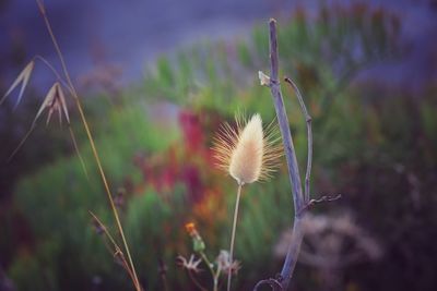 Close-up of dandelion on field