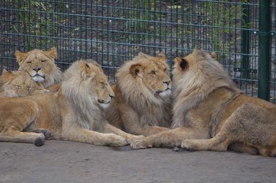 Lions relaxing in cage at zoo