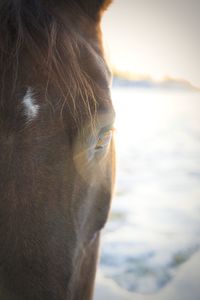 Close-up of horse