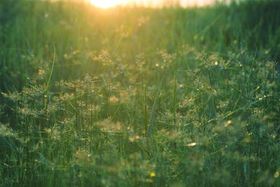 Close-up of plants growing on field