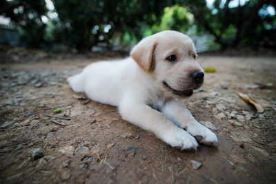 Close-up of a dog lying on ground