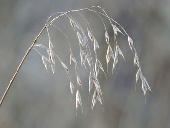 Close-up of plant