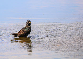 Bird in a sea