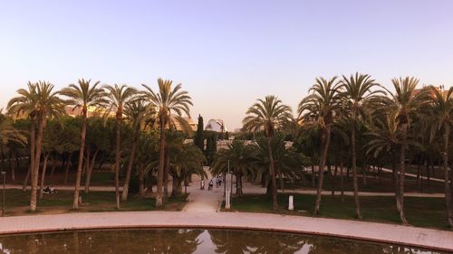 Palm trees by swimming pool against clear sky