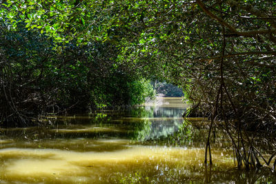 Scenic view of lake in forest