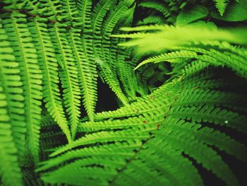 Close-up of palm tree