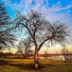 Bare tree on field against sky