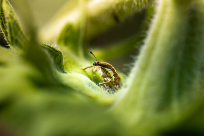 Close-up of insect on leaf