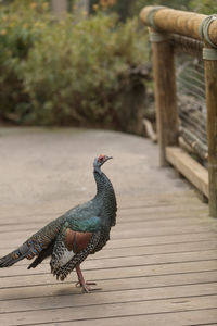 Close-up of bird