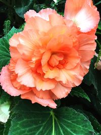 Close-up of pink flower