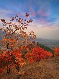 Scenic view of autumn tree against sky