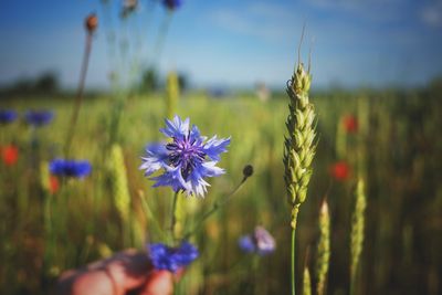 Close-up of purple flowers blooming in field