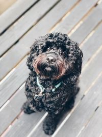 High angle view of dog outdoors