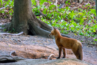 Younge fox on a lookout - close-up