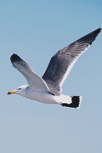 Low angle view of seagulls flying in sky