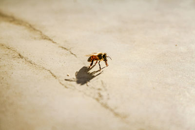 High angle view of honey bee on field during sunny day