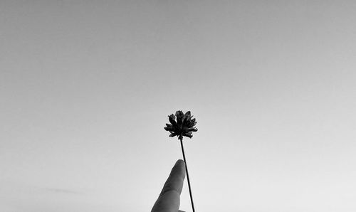 Low angle view of flowering plant against clear sky