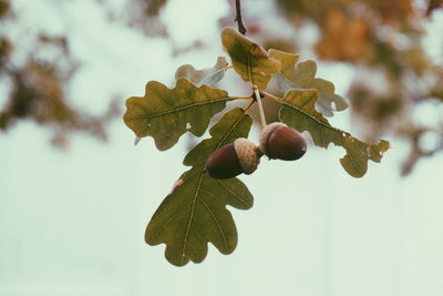 Low angle view of acorns growing on tree