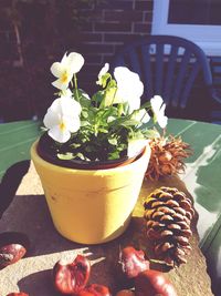 Close-up of white flowers in plate on table