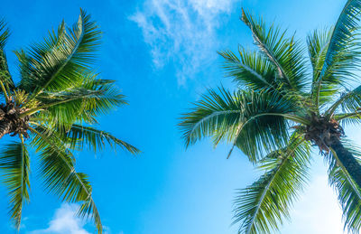 Low angle view of palm trees against blue sky