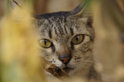 Close-up portrait of cat