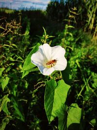 Close-up of white flowering plant