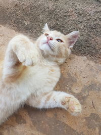 High angle view of cat sitting outdoors