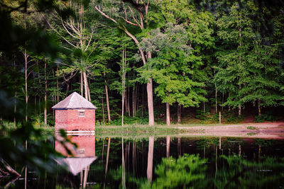Scenic view of lake in forest