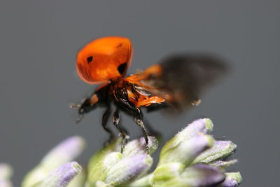 Close-up of ladybug on flower