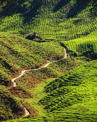 High angle view of crop growing on field